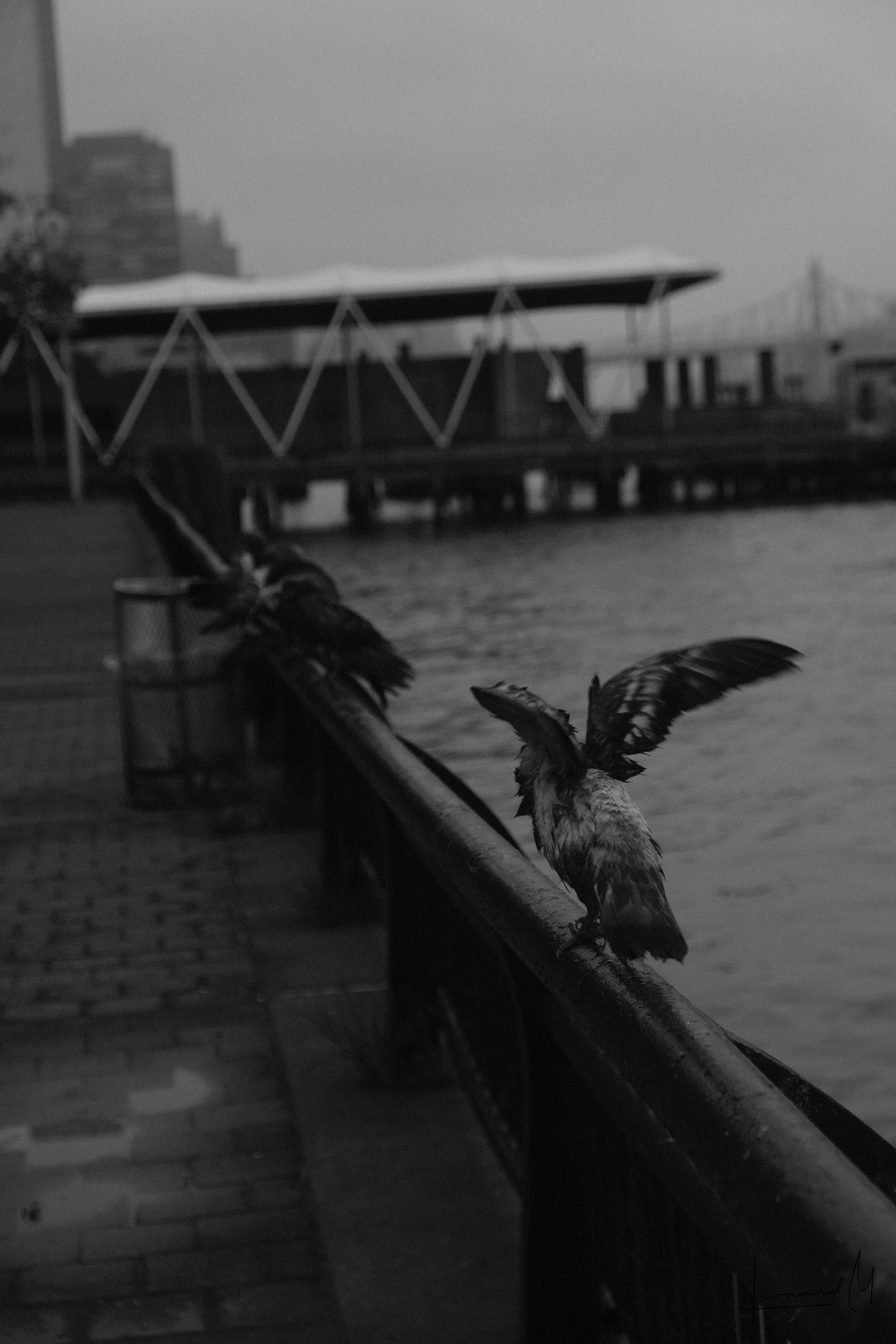 A wet pigeon flapping its wings.